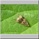 Loxoterma lacunana - Wickler 02.jpg